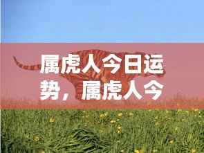 属虎人今日运势详解