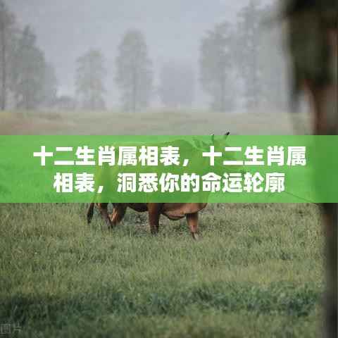 十二生肖属相表，揭秘命运之轮